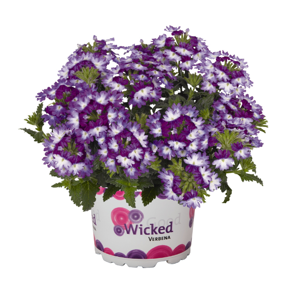 Verbena hybrida 'Wicked Great Grape'