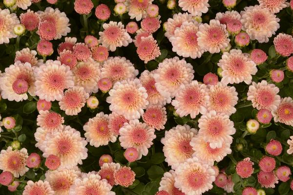 Mum chrysanthemum x morifolium 'Gigi Dark Pink'