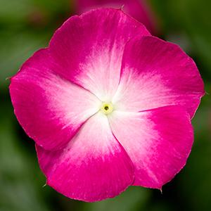 Vinca catharanthus roseus 'Cora XDR Magenta Halo'