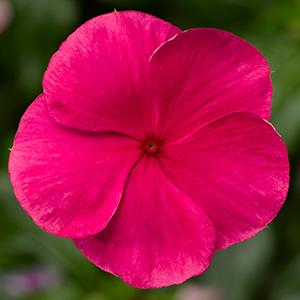Vinca catharanthus roseus 'Cora XDR Rose Punch'