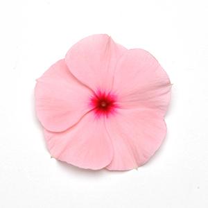 Vinca catharanthus roseus 'Titan Apricot'