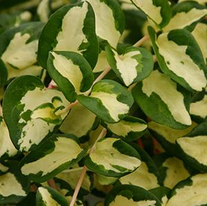 Vinca major 'Major Rob's Gem (Wojo's Gem)'