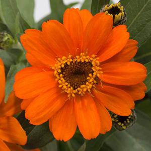 Zinnia hybrida Profusion Orange | Lucas Greenhouses