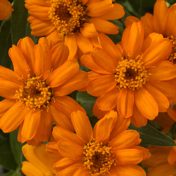 Zinnia hybrida Profusion Orange | Lucas Greenhouses