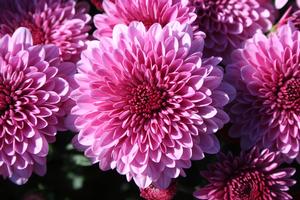 Mum Chrysanthemum X Morifolium Cheryl Pink | Lucas Greenhouses