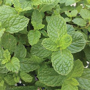 Herb mentha x gracilis 'Mint Mojito'