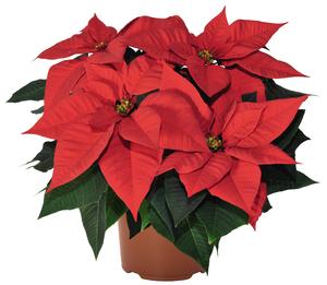 Poinsettia euphorbia pulcherrima 'Bravo Bright Red'