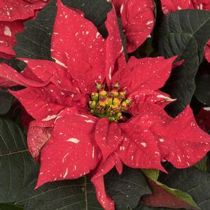 Poinsettia euphorbia pulcherrima 'Candy Cane'