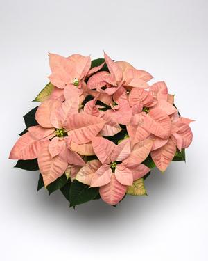 Poinsettia euphorbia pulcherrima 'Christmas Beauty Cinnamon'