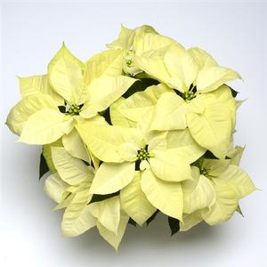 Poinsettia euphorbia pulcherrima 'Christmas Beauty North Pole'