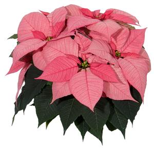Poinsettia euphorbia pulcherrima 'Christmas Glory Pink'