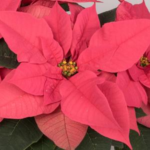 Poinsettia euphorbia pulcherrima 'Early Polly's Pink'