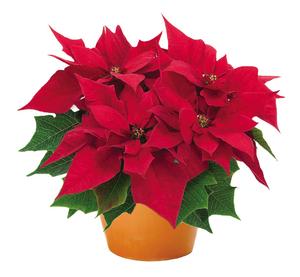 Poinsettia euphorbia pulcherrima 'Enduring Red'