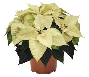 Poinsettia euphorbia pulcherrima 'Freedom White'