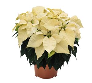 Poinsettia euphorbia pulcherrima 'Jubilee White'