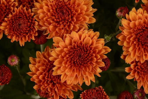 Mum chrysanthemum x morifolium 'Miranda Orange'