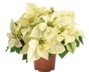 Poinsettia euphorbia pulcherrima 'Polar Bear'