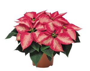 Poinsettia euphorbia pulcherrima 'Premium Ice Crystals'