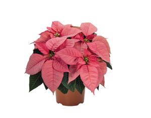 Poinsettia euphorbia pulcherrima 'Premium Lipstick Pink'