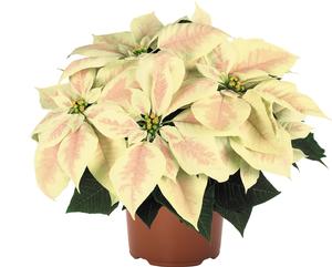 Poinsettia euphorbia pulcherrima 'Premium Marble'
