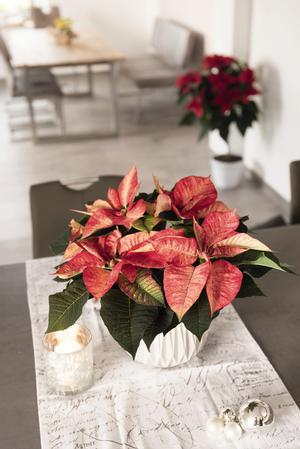 Poinsettia euphorbia pulcherrima 'Premium Picasso'