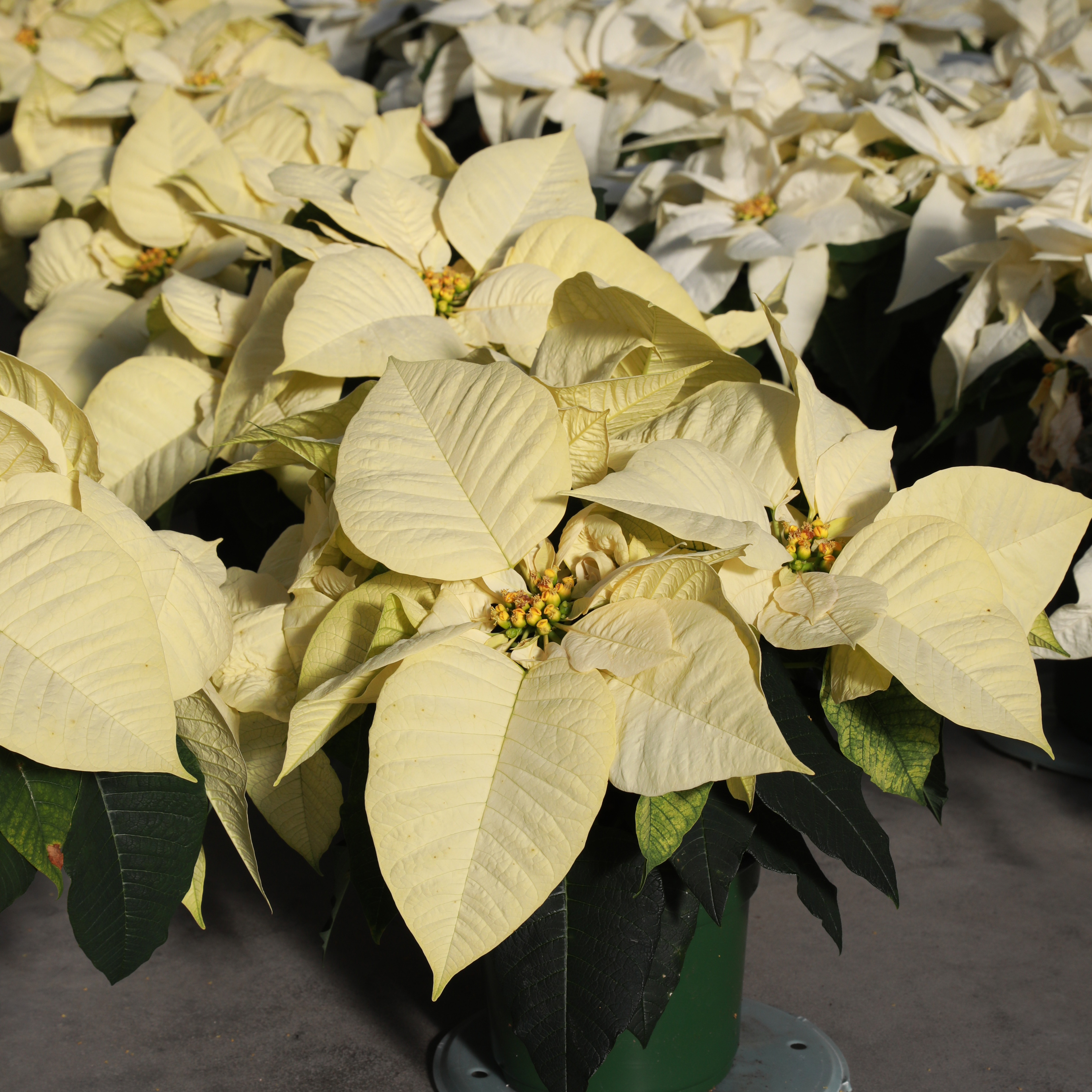 Poinsettia euphorbia pulcherrima 'Premium Polar'