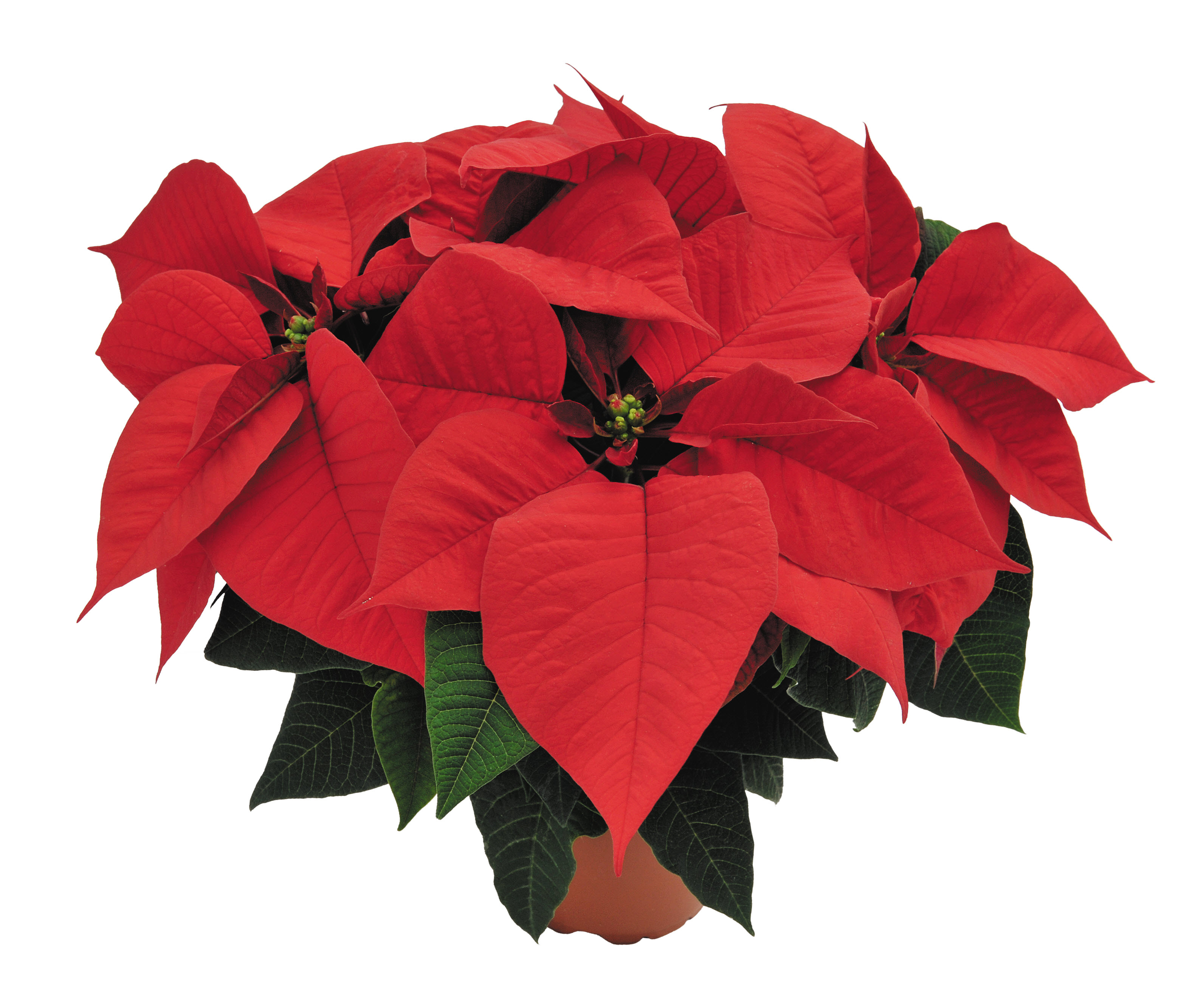 Poinsettia euphorbia pulcherrima 'Premium Early Red'