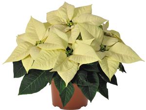 Poinsettia euphorbia pulcherrima 'Premium White'