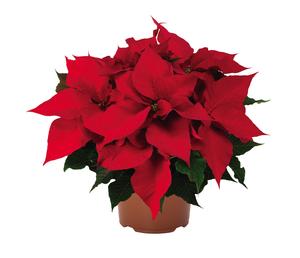 Poinsettia euphorbia pulcherrima 'Prestige Early Red'
