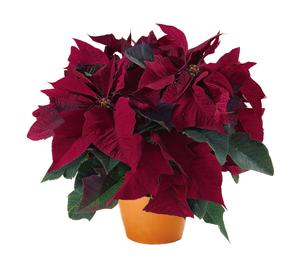 Poinsettia euphorbia pulcherrima 'Prestige Maroon'