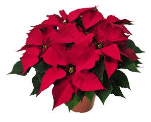 Poinsettia euphorbia pulcherrima 'Protege Dark Red'