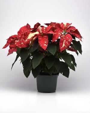 Poinsettia euphorbia pulcherrima 'Superba Glitter'