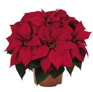 Poinsettia euphorbia pulcherrima 'Viking Red'