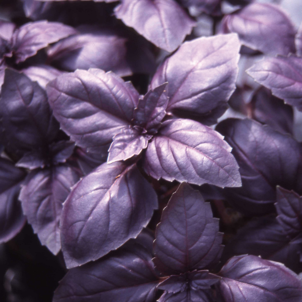 Herb Weezie's Basil 'Basil Red Rubin'