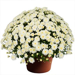 Mum chrysanthemum x morifolium 'Katie White'