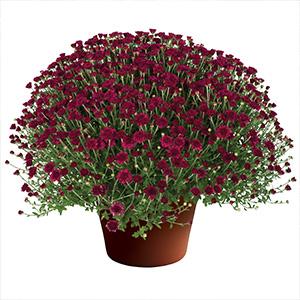 Mum chrysanthemum x morifolium 'Arlette Purple'