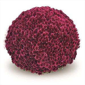 Mum chrysanthemum x morifolium 'Aduro Purple'