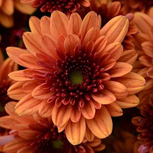 Mum chrysanthemum x morifolium 'Pop Eye Orange'