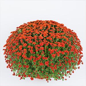 Mum chrysanthemum x morifolium 'Nikki Bronze'