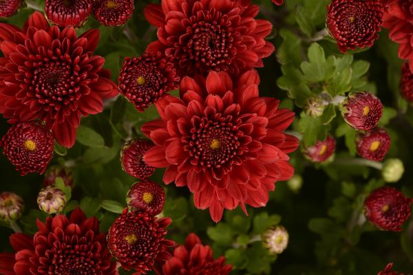 Mum chrysanthemum x morifolium 'Tabitha Scarlet'