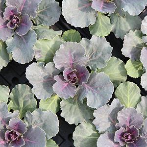 Cabbage 'Songbird Red'
