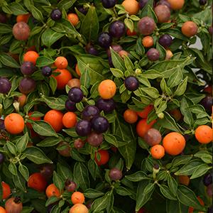 Ornamental Pepper capsicum annuum 'Hot Pops Purple'