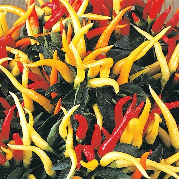 Ornamental Pepper capsicum annuum 'Medusa'