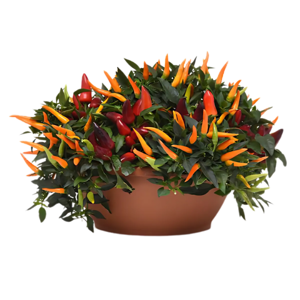 Ornamental Pepper capsicum annuum 'Carnival'