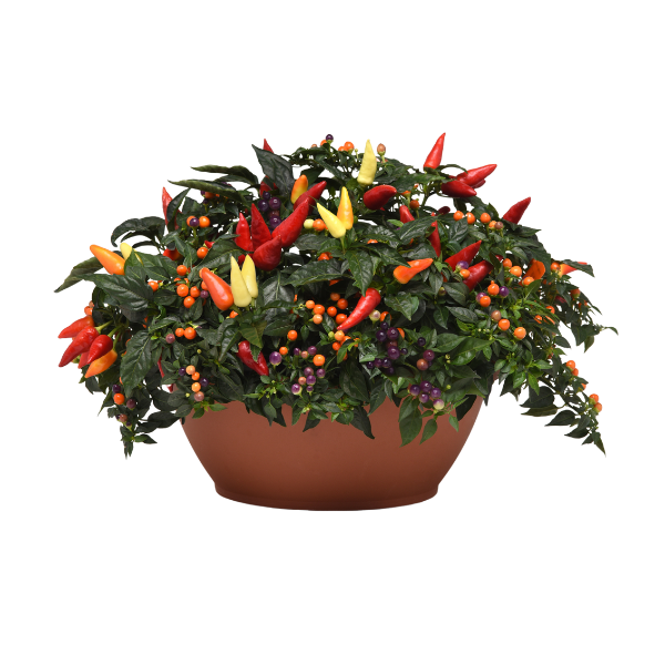 Ornamental Pepper capsicum annuum 'Firelighter'