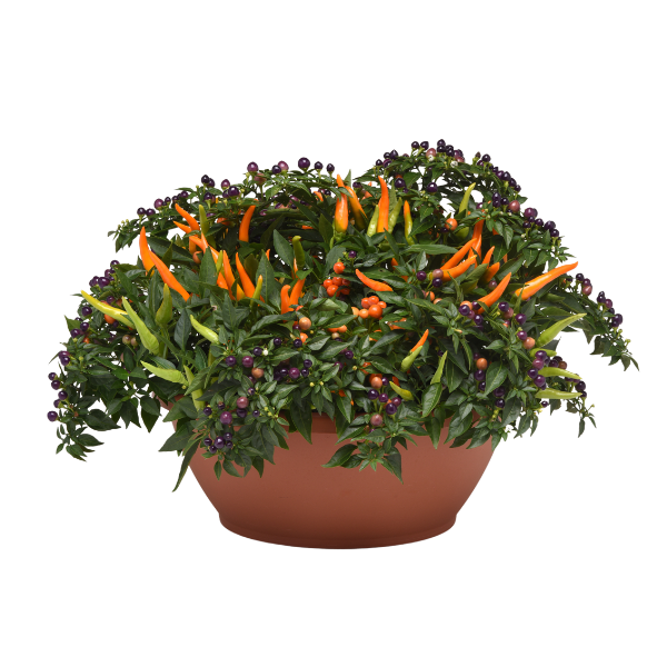 Ornamental Pepper capsicum annuum 'Hocus Pocus'