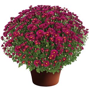 Mum chrysanthemum x morifolium 'Brooke Dark Pink'