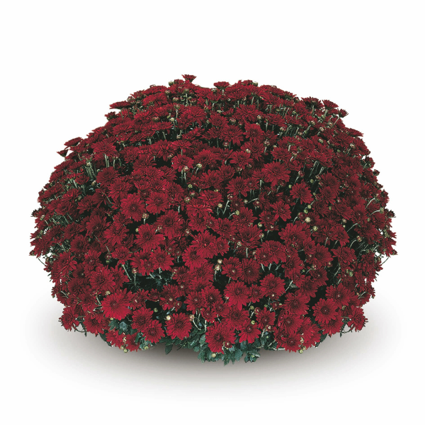 Mum chrysanthemum x morifolium 'Camina Red'