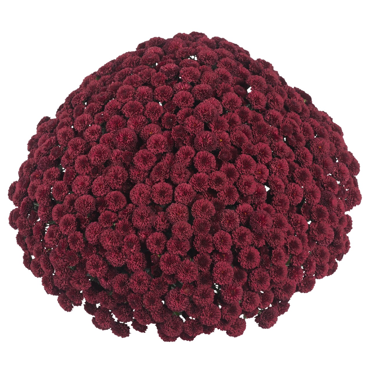 Mum chrysanthemum x morifolium 'Catch Red'