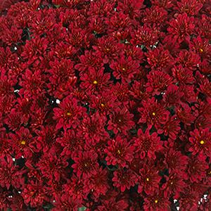 Mum chrysanthemum x morifolium 'Cheer Red'